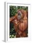 Orangutan and Baby-DLILLC-Framed Photographic Print