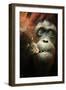 Orangutan and Baby-Lantern Press-Framed Art Print