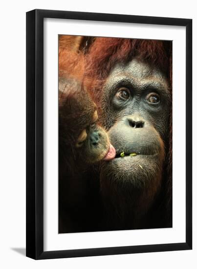 Orangutan and Baby-Lantern Press-Framed Art Print