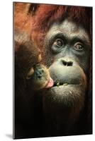 Orangutan and Baby-Lantern Press-Mounted Art Print
