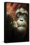 Orangutan and Baby-Lantern Press-Framed Stretched Canvas