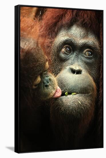 Orangutan and Baby-Lantern Press-Framed Stretched Canvas