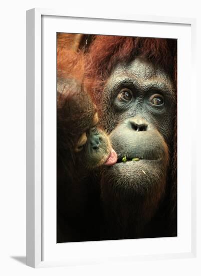 Orangutan and Baby-Lantern Press-Framed Art Print