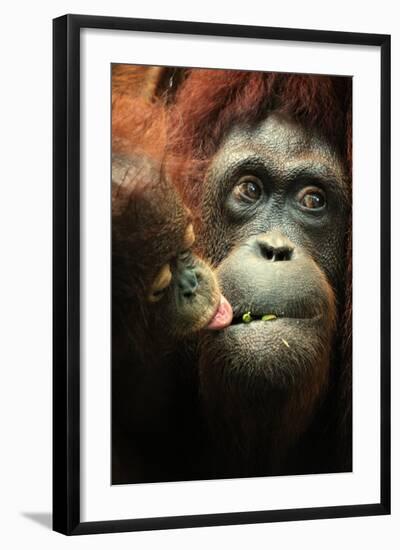 Orangutan and Baby-Lantern Press-Framed Art Print