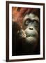 Orangutan and Baby-Lantern Press-Framed Art Print