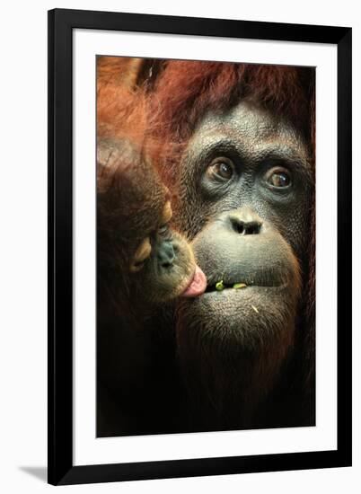 Orangutan and Baby-Lantern Press-Framed Art Print