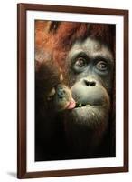 Orangutan and Baby-Lantern Press-Framed Art Print