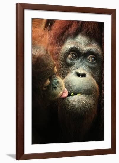 Orangutan and Baby-Lantern Press-Framed Art Print