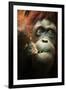 Orangutan and Baby-Lantern Press-Framed Art Print