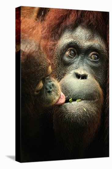 Orangutan and Baby-Lantern Press-Stretched Canvas