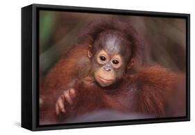 Orangutan Baby on Parent's Back-DLILLC-Framed Stretched Canvas