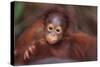 Orangutan Baby on Parent's Back-DLILLC-Stretched Canvas