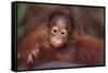 Orangutan Baby on Parent's Back-DLILLC-Framed Stretched Canvas