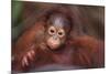 Orangutan Baby on Parent's Back-DLILLC-Mounted Premium Photographic Print