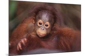 Orangutan Baby on Parent's Back-DLILLC-Mounted Premium Photographic Print