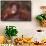 Orangutan Baby on Parent's Back-DLILLC-Framed Stretched Canvas displayed on a wall