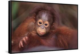 Orangutan Baby on Parent's Back-DLILLC-Framed Stretched Canvas