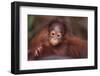 Orangutan Baby on Parent's Back-DLILLC-Framed Premium Photographic Print