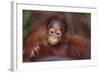 Orangutan Baby on Parent's Back-DLILLC-Framed Photographic Print