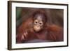 Orangutan Baby on Parent's Back-DLILLC-Framed Photographic Print