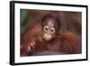 Orangutan Baby on Parent's Back-DLILLC-Framed Photographic Print