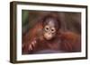 Orangutan Baby on Parent's Back-DLILLC-Framed Photographic Print