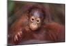 Orangutan Baby on Parent's Back-DLILLC-Mounted Photographic Print