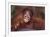 Orangutan Baby on Parent's Back-DLILLC-Framed Photographic Print