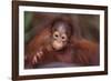 Orangutan Baby on Parent's Back-DLILLC-Framed Photographic Print