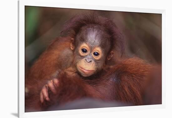 Orangutan Baby on Parent's Back-DLILLC-Framed Photographic Print