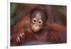 Orangutan Baby on Parent's Back-DLILLC-Framed Photographic Print