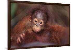 Orangutan Baby on Parent's Back-DLILLC-Framed Photographic Print