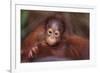 Orangutan Baby on Parent's Back-DLILLC-Framed Photographic Print