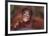 Orangutan Baby on Parent's Back-DLILLC-Framed Photographic Print