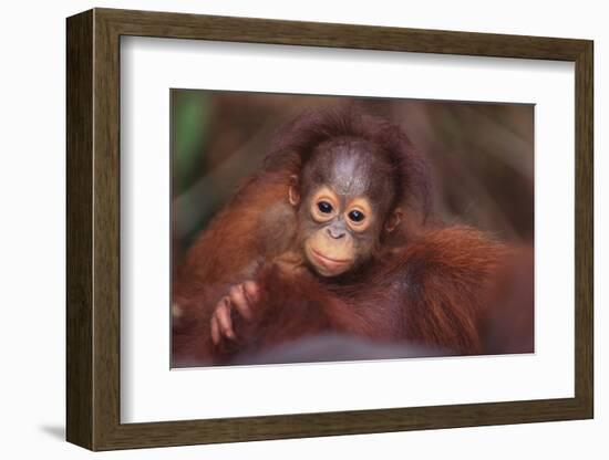 Orangutan Baby on Parent's Back-DLILLC-Framed Photographic Print