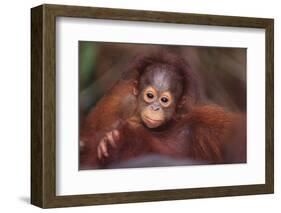 Orangutan Baby on Parent's Back-DLILLC-Framed Photographic Print