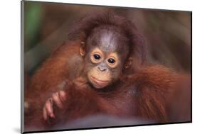 Orangutan Baby on Parent's Back-DLILLC-Mounted Photographic Print