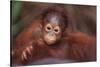 Orangutan Baby on Parent's Back-DLILLC-Stretched Canvas