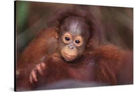 Orangutan Baby on Parent's Back-DLILLC-Stretched Canvas