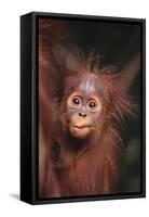 Orangutan Baby-DLILLC-Framed Stretched Canvas
