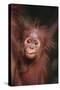 Orangutan Baby-DLILLC-Stretched Canvas