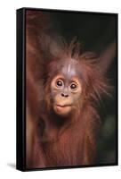 Orangutan Baby-DLILLC-Framed Stretched Canvas