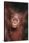 Orangutan Baby-DLILLC-Stretched Canvas