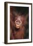 Orangutan Baby-DLILLC-Framed Premium Photographic Print