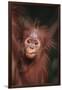 Orangutan Baby-DLILLC-Framed Premium Photographic Print