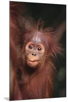 Orangutan Baby-DLILLC-Mounted Premium Photographic Print