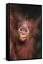 Orangutan Baby-DLILLC-Framed Stretched Canvas