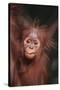 Orangutan Baby-DLILLC-Stretched Canvas