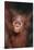 Orangutan Baby-DLILLC-Stretched Canvas