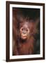 Orangutan Baby-DLILLC-Framed Photographic Print